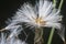 close shot the white dried cyanthillium cinereum flower.