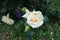 Close shot of white flower and buds of rose