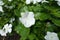 Close shot of white flower of Catharanthus roseus