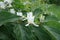 Close shot of white flowers of Amur honeysuckle in May