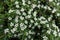 Close shot of white flowers of Cotoneaster horizontalis