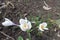 Close shot of white flowers of Crocus vernus