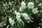 Close shot of white flowers of germander meadowsweet