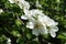 Close shot of white flowers of pear in April