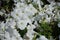 Close shot of white flowers of petunias