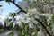 Close shot of white flowers of sour cherry in April