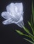 Close shot of the white Ruellia simplex flower