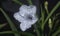 Close shot of the white Ruellia simplex flower