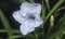 Close shot of the white Ruellia simplex flower