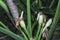 Close shot of the wild alocasia flower buds.