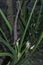 Close shot of the wild alocasia flower buds.