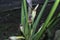 Close shot of the wild alocasia flower buds.