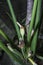 Close shot of the wild alocasia flower buds.