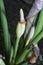 Close shot of the wild alocasia flower buds.