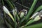 Close shot of the wild alocasia flower buds.