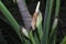 Close shot of the wild alocasia flower buds.