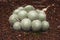 Close shot of a wild, round shaped green little, multiple cactus, on brown ground.