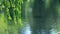 Close shot of willow branches swaying in the wind by the river in the park