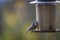 Close shot of a wonderful small blue titmouse at a feeding house