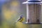 Close shot of a wonderful small blue titmouse at a feeding house