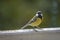 Close shot of a wonderful small blue titmouse at a feeding house