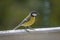 Close shot of a wonderful small blue titmouse at a feeding house