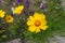Close shot of yellow flower of Coreopsis lanceolata in May