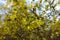 Close shot of yellow flowers of forsythia in March