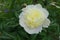 Close shot of yellowish white flower of peony in May