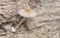 Close shots of the tiny Psathyrella piluliformis fungi on the decay tree trunk.