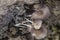 Close shots of the tiny Psathyrella piluliformis fungi on the decay tree trunk.