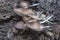 Close shots of the tiny Psathyrella piluliformis fungi on the decay tree trunk.