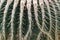 Close side view of barrel cactus, rows of spines, abstract nature background image