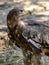 Close side view of a Harris`s Hawk on the ground