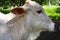 Close side view of Indian young white calf