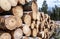 Close side view of pile of pine tree logs after clear cut of forest in Northern Sweden. Cloudy winter day. Lappland, Scandinavia