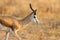 Close side view on springbok antelope antidorcas marsupialis in savanna