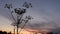 Close silhouette of long grass,plants moving gently in front of a blue sky and sunset