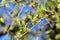 Close of small and delicate yellow flowers of Cornus mas tree in sunny spring day with blurred background