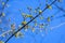 Close of small and delicate yellow flowers of Cornus mas tree in sunny spring day, viewed from below towards clear blue sky, photo