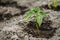 Close Small Green Vernal Seedling Of Capsicum, Pepper Or Capsicu