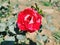 Close spectacular red and white coloured rose with leaves