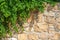 Close stone wall with green leaf