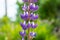 Close summer flower purple Lupin on a blurred background of green field, selective focus