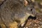 Close of Tasmanian Pademelon foraging in the forest near Waldheim`s Cabin in Cradle Mountain-Lake Saint Clair National Park, Aust