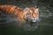 Close Tiger swimming in water pond