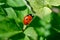 Close to a cute little ladybird ladybug