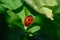 Close to a cute little ladybird ladybug