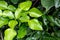 Close to kaffir lime leaves.