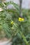 Close of tomato flower